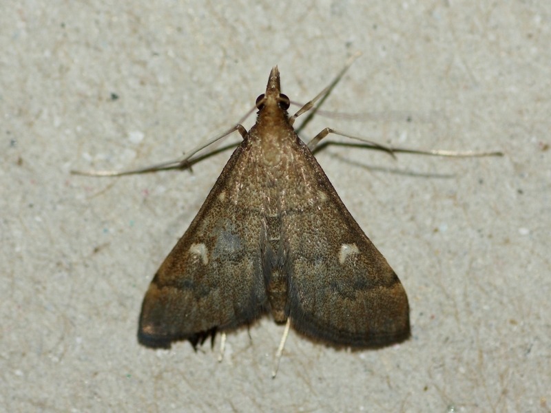 Dolicharthria punctalis? S�